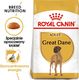 Royal Canin ROYAL CANIN Great Dane Adult 12kg karma sucha dla psów dorosłych rasy dog niemiecki + niespodzianka dla psa GRATIS! 3