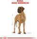 Royal Canin ROYAL CANIN Great Dane Adult 12kg karma sucha dla psów dorosłych rasy dog niemiecki + niespodzianka dla psa GRATIS! 10