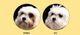 Nature’s Protection NATURES PROTECTION Superior Care White Dogs Adult 1,5kg + K9 STERLING SILVER CONDITIONER - odżywka wybielająca 3