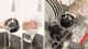 Blender kielichowy Bosch VitaPower MMB2111S 4
