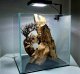 Fluval Oświetlenie Fluval Nano Plant LED, 12,7 x 12,7 cm, 15 W 6