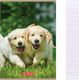 Herlitz Zeszyt A5 32k w 3 linie kolorowe Animals HERLITZ 1