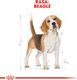 Royal Canin Beagle Adult karma sucha dla psów dorosłych rasy beagle 3 kg 1