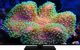Telewizor Hitachi 55HAQ6360 QLED 55'' 4K Ultra HD Android 1