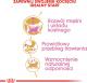 Royal Canin British Shorthair Kitten karma sucha dla kociąt, do 12 miesiąca, rasy brytyjski krótkowłosy 2kg 4