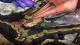 Torment: Tides of Numenera PS4 1