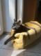 Smart Kitty Zabawny designerski legowisko-drapak dla kota (szary) 2