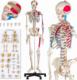 Tectake Szkielet Anatomiczny z Numeracją Mięśni 1