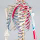Tectake Szkielet Anatomiczny z Numeracją Mięśni 2