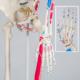 Tectake Szkielet Anatomiczny z Numeracją Mięśni 3