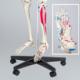 Tectake Szkielet Anatomiczny z Numeracją Mięśni 4