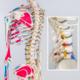 Tectake Szkielet Anatomiczny z Numeracją Mięśni 5