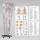 Tectake Szkielet Anatomiczny z Numeracją Mięśni 8