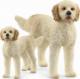 Figurka Schleich Goldendoodle 1