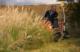 Traktor ogrodowy Cedrus Seco Goliat 4x4 7