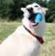 DoggyVillage Kula z kolorową iluminacją Doggy Village MT7105 FRANTIC ORB MT7105 interaktywna, ruchoma + smakołyk gratis 6