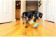 Chuckit! INDOOR BALL (213201) 4