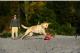 Chuckit! KICK FETCH LARGE (251201) 1
