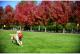 Chuckit! KICK FETCH LARGE (251201) 2