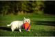 Chuckit! KICK FETCH LARGE (251201) 4