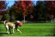 Chuckit! KICK FETCH LARGE (251201) 5