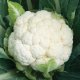 Toraf Kalafior Early Snowball Toraf 2