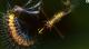 Sparkle 2 Evo PC, wersja cyfrowa 7