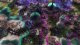 Pandora: First Contact PC, wersja cyfrowa 3