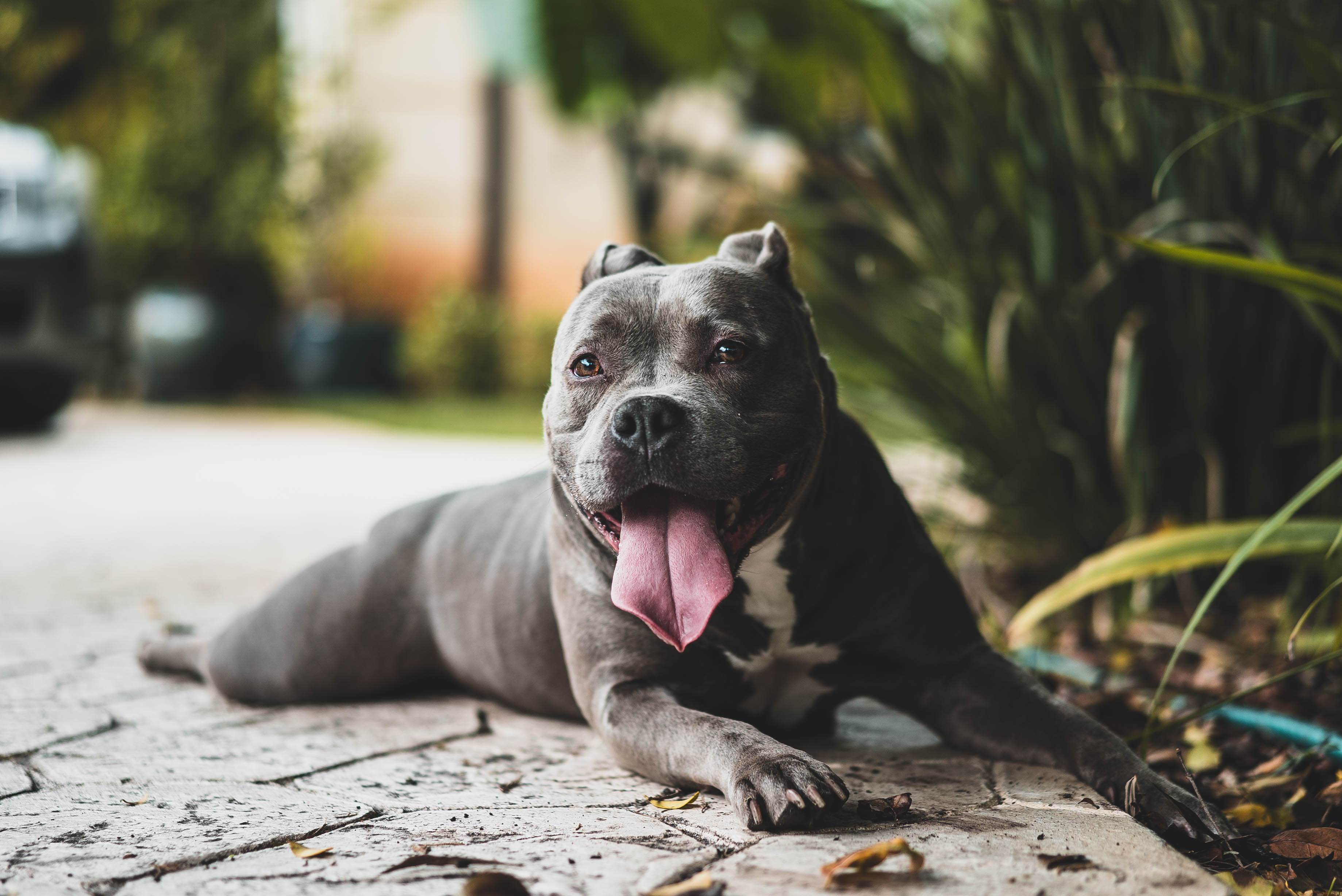 Amerykański pitbull terier