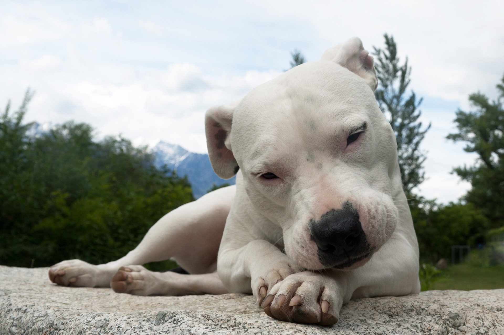 Dog argentyński