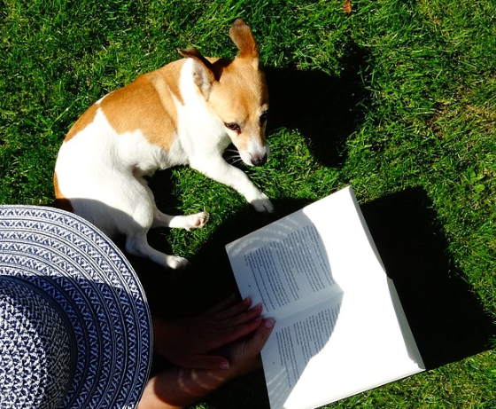 Jack Russell terrier
