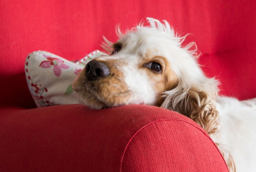 Cocker spaniel angielski