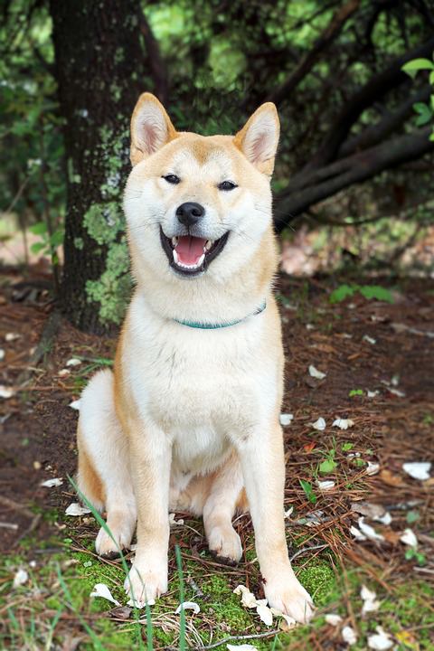 Shiba Inu Cena Hodowla Charakter Opinie Tresura