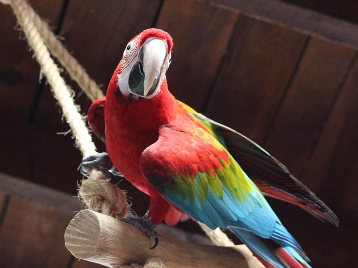 papuga