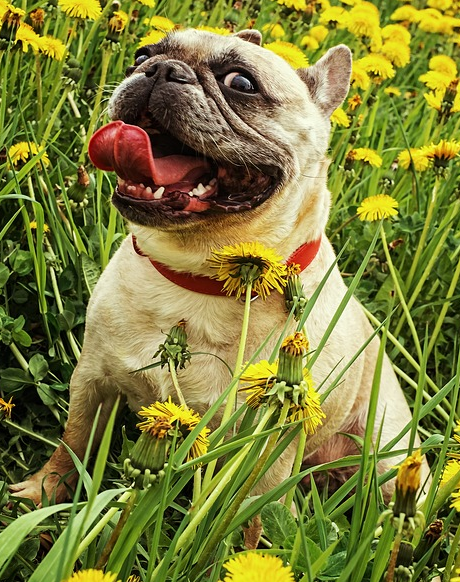 buldog francuski