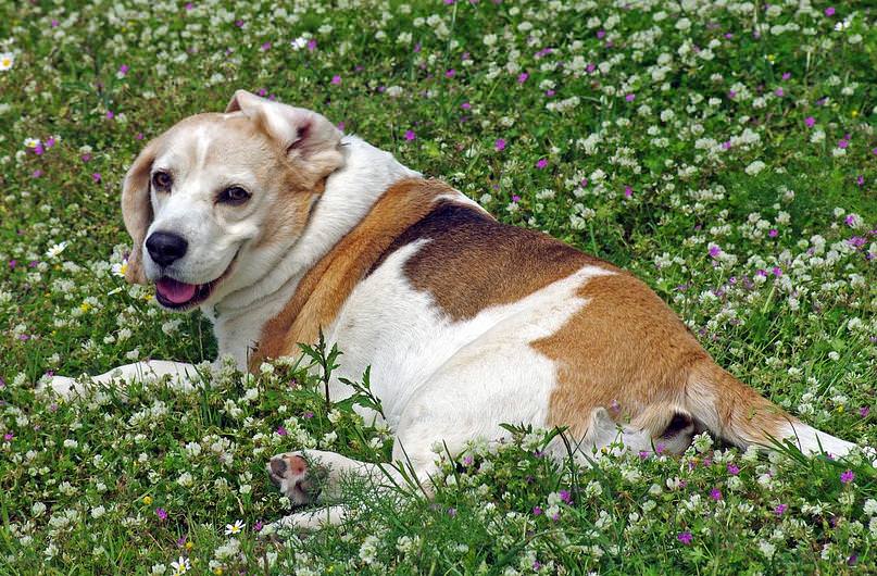pies beagle