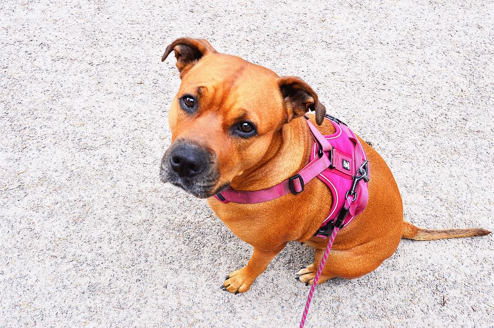 Amstaff