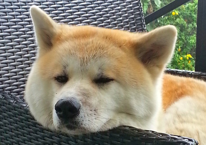 Akita