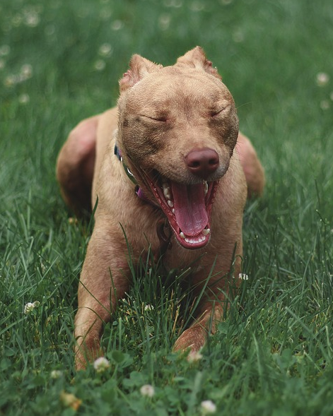 Pitbull