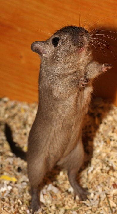 chomik