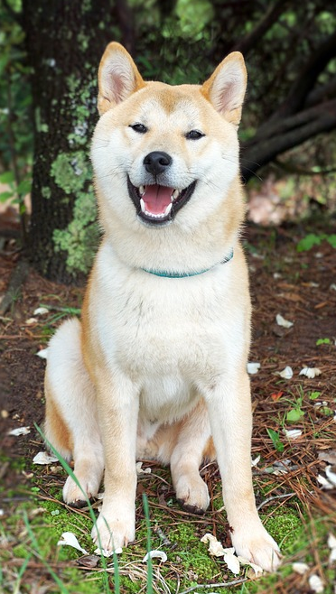 akita
