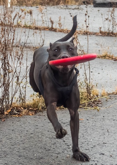 frisbee