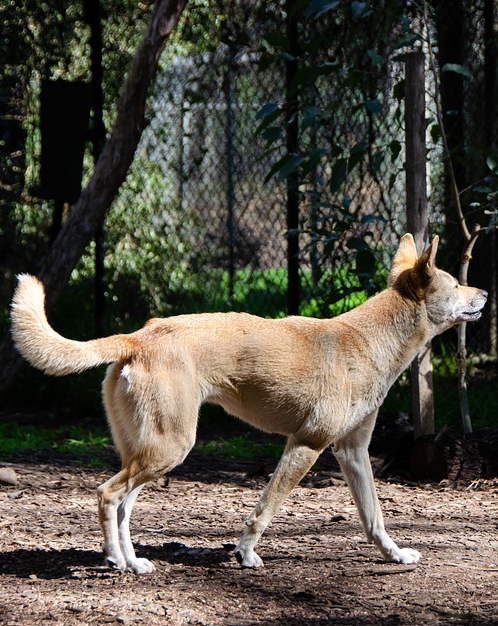 Dingo australijski