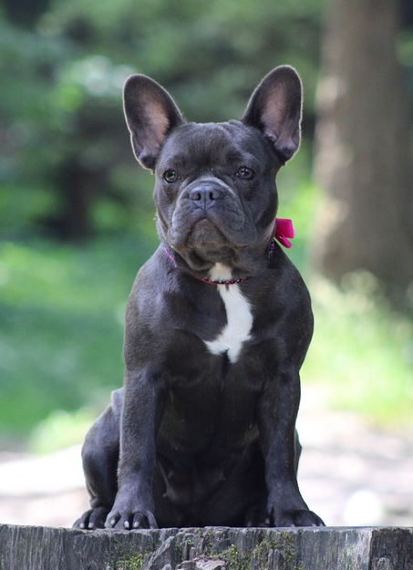 buldog francuski
