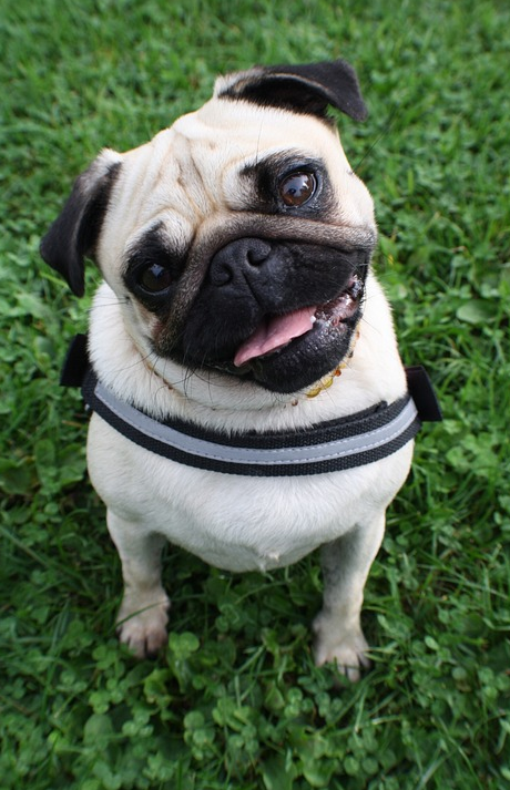 mops