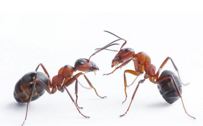 Mrówki w domu i ogrodzie - jak skutecznie się ich pozbyć?