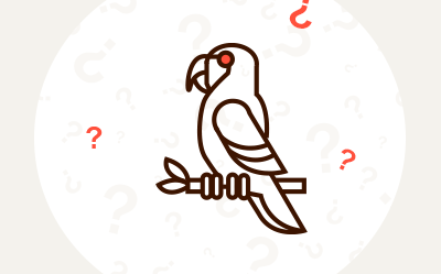 Nimfa, ara, falista czy żako? Którą papugę wybrać?