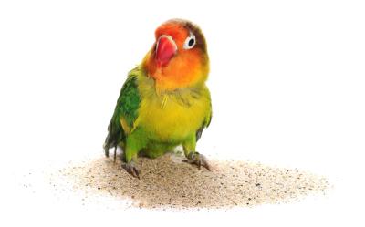 Jaki piasek dla ptaków wybrać? Który najlepszy dla papugi lub kanarka?