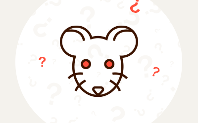 Jak oswoić szczura hodowlanego? Hodowla szczura domowego
