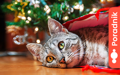 Choinka a kot — jak bezpiecznie połączyć świąteczną tradycję ze zwierzęcą radością
